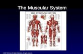 © 2007 McGraw-Hill Higher Education. All rights reserved. The Muscular System.