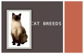 CAT BREEDS. SHORTHAIR BREEDS  Came to US with English settlers  34 recognized color patterns  tabby is the most common color  Medium to large sized.