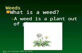 Neal and Carrawan 2004 NC State Univ Weeds n What is a weed? –A weed is a plant out of place.