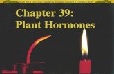 Figure 39.0 A grass seedling growing toward a candle’s light Chapter 39: Plant Hormones.