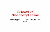 Oxidative Phosphorylation Endergonic Synthesis of ATP.