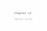 Chapter 12 Nervous System. Brain Waves Normal brain function involves continuous electrical activity An electroencephalogram (EEG) records this activity.