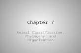 Chapter 7 Animal Classification, Phylogeny, and Organization.
