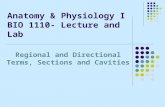 Anatomy & Physiology I BIO 1110- Lecture and Lab Regional and Directional Terms, Sections and Cavities.