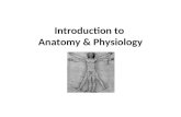 Introduction to Anatomy & Physiology. Anatomy – Structural organization of living things Physiology – Basic processes that occur in the human body.