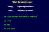 What did genetics say Ras (-) Signaling eliminated GAP(-) Signaling increased Q: Can GAP be the effector of Ras? A: Yes B: No C: not sure.