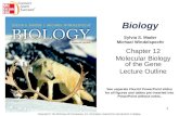 Biology Sylvia S. Mader Michael Windelspecht Chapter 12 Molecular Biology of the Gene Lecture Outline Copyright © The McGraw-Hill Companies, Inc. Permission.
