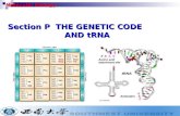 Molecular Biology Section P THE GENETIC CODE AND tRNA.