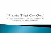 Plant Communication Initiated By Herbivore Interaction.