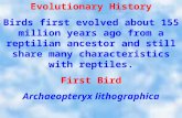 Evolutionary History Birds first evolved about 155 million years ago from a reptilian ancestor and still share many characteristics with reptiles. First.