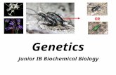 Genetics Junior IB Biochemical Biology OR. I. Mendel’s Law of Segregation G1 of Interphase S of Interphase (chromosomes replicated) These chromosomes.
