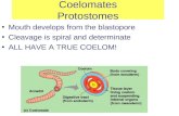Coelomates Protostomes Mouth develops from the blastopore Cleavage is spiral and determinate ALL HAVE A TRUE COELOM!