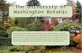 Experience the Washington Park Arboretum as an 230 acre outdoor classroom and allow a team of professionally trained Garden Guides engage students in.