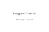 Evergreen Trees ID Matching Game #1. Shade Trees 001 Bald Cypress 002 Ginkgo 003 Honey Locust 004 Japanese Maple 005 Little Leaf Linden 006 Northern Red.