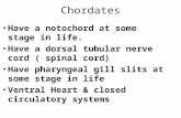 Chordates Have a notochord at some stage in life. Have a dorsal tubular nerve cord ( spinal cord) Have pharyngeal gill slits at some stage in life Ventral.