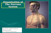 Organization of The Nervous System By Prof. Saeed Abuel Makarem& Dr. Sanaa Sharawy.
