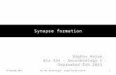 5th September 2013Bio 334 - Neurobiology I - Synapse and map formation1 Synapse formation Raghav Rajan Bio 334 – Neurobiology I September 5th 2013.