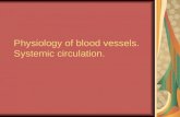 Physiology of blood vessels. Systemic circulation.