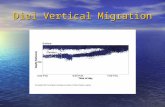 Diel Vertical Migration. Why Did Vertical Migration Evolve? 1. Seek Optimal light intensity but why?? 2. Avoid visual predators 3. Utilization of different.