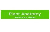 Plant Anatomy Systems and Tissues. Plant Structure Root and shoot systems are made up of basic plant organs: roots, leaves, stems, flowers.