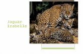 Jaguar Izabelle #4. Background ○ Jaguars typically live in forests or woods, but they are also found in desert areas such as Arizona.