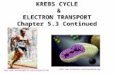 KREBS CYCLE & ELECTRON TRANSPORT Chapter 5.3 Continued  .