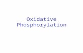 Oxidative Phosphorylation. Electron pass through a series of membrane-bound carriers Three types of electron transfers occurs in oxidative phosphorylation: