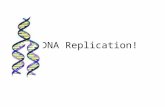 DNA Replication!. Do Now When do cells replicate? What enzymes are involved? How many can you name? How do the cells replicate?Explain.