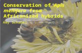 Conservation of Apis mellifera from Africanized hybrids Amy Schabel.