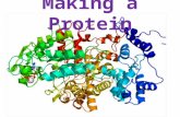 Making a Protein. Replication Replication is the process of copying DNA for new cells Steps in Replication 1)The DNA unzips 2)Free floating nitrogen bases.