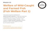 Welfare of Wild-Caught and Farmed Fish (Fish Welfare Part 1) This lecture was first developed for World Animal Protection in 2006 with extensive contributions.