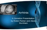 Arrhinia A Genetics Presentation by Robin Parker and Alexis Burnham.