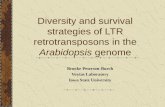 Diversity and survival strategies of LTR retrotransposons in the Arabidopsis genome Brooke Peterson-Burch Voytas Laboratory Iowa State University.