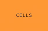 CELLS 1. LIFE IS CELLULAR OBJECTIVES: 7.1 Explain what the cell theory is. Describe how researchers explore the living cell. Distinguish between eukaryotes.