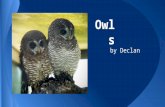 Owls by Declan. Owls are interesting animals. They are nocturnal birds. They are birds of prey,and they hunt mice,other birds,insects,and fish.