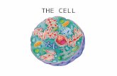 THE CELL. History of the microscope and cell 1500’s: Europe Merchants used magnifying glasses to determine quality of cloth Mid 1600’s: Holland, development.