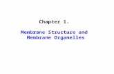Chapter 1. Membrane Structure and Membrane Organelles.