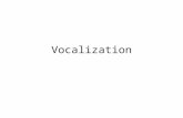 Vocalization. Components of the Vocal Mechanism Breath – diaphragm Throat Larynx Mouth Tongue Teeth Lips Nasal cavities.