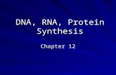 DNA, RNA, Protein Synthesis Chapter 12. Discovery of DNA Protein or Nucleic acid Question (1928) –Which stored the genetic information? Frederick Griffith.