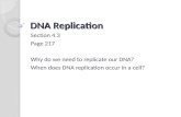 DNA Replication Section 4.3 Page 217 Why do we need to replicate our DNA? When does DNA replication occur in a cell?