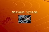Nervous System. Lesson 7 Vocab neurons – nerve cells, which make up your nervous system cerebrum – the largest part of the brain; where most of your.
