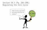 Section 10.3 (Pg. 286-290): Regulating the Cell Cycle.