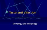 Taste and olfaction Morfology and embryology. Organum gustatorium Taste apparatus Gemma gustatoria (Caliculus gustatorius) = taste bud Porus gustatorius.