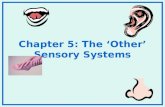 Chapter 5: The ‘Other’ Sensory Systems. Audition: Hearing 1. What is the stimulus in the auditory system? 2. Important characteristics of the auditory.