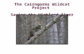 The Cairngorms Wildcat Project Saving the Highland Tiger Tooth & Claw.