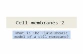 Cell membranes 2 What is The Fluid Mosaic model of a cell membrane?