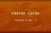 Calvin Cycle Chapter 8 Sec. 3. Photosynthesis Capturing energy from light and storing it within organic compounds Capturing energy from light and storing.