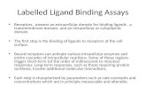 Labelled Ligand Binding Assays Receptors, possess an extracellular domain for binding ligands, a transmembrane domain, and an intracellular or cytoplasmic.