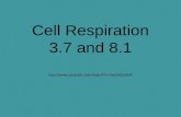 Cell Respiration 3.7 and 8.1 .