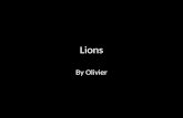 Lions By Olivier. Introduction I am a lion. I am fast and scary. My family is called a pride. You will learn lots of information in this book. I am the.